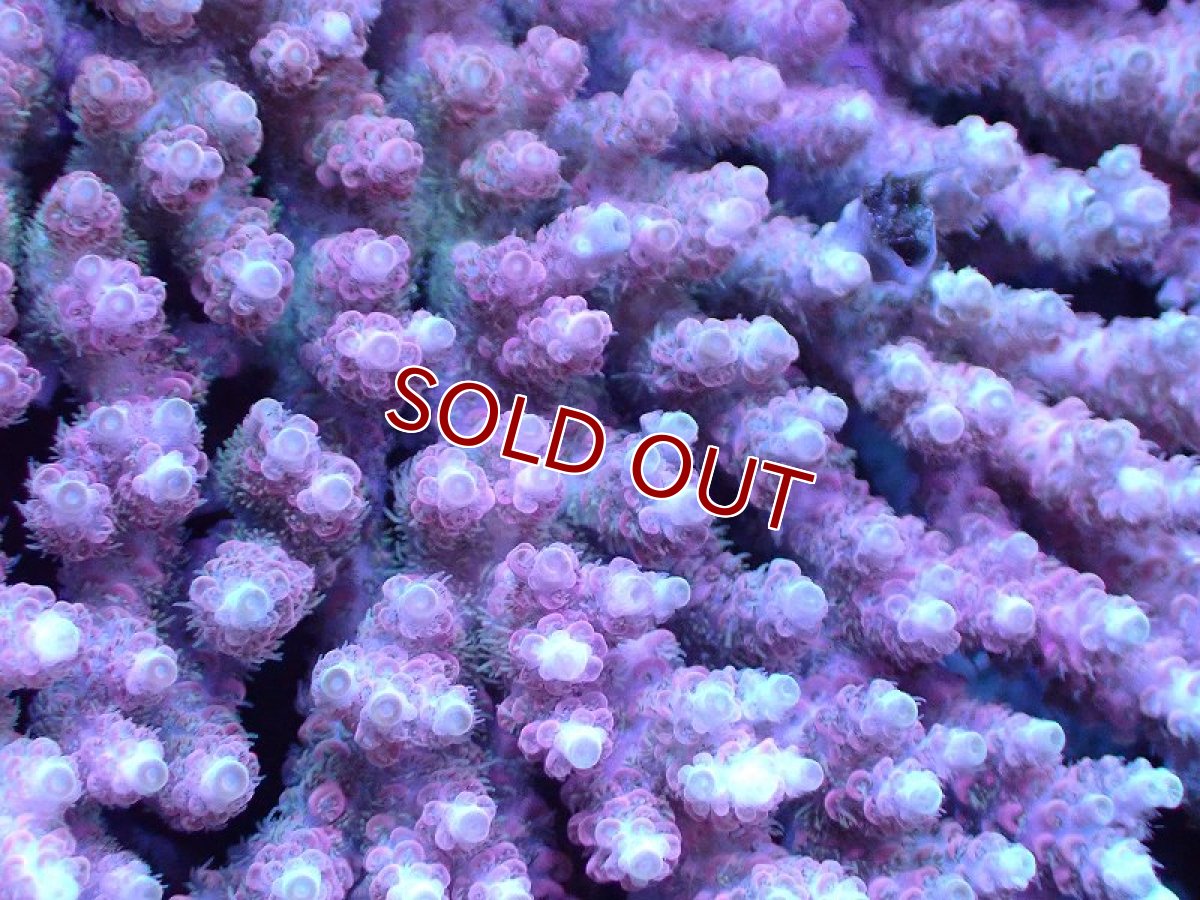 画像2: 【割引き対象外商品】 【サンゴ】【通販】【オーストラリア産】ミドリイシsp. (Ultra Grade) Lサイズ（個体販売）（±19ｘ15cm)No.23（生体）（サンゴ） (2)