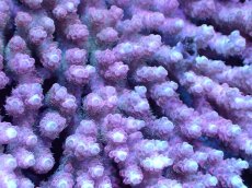 画像2: 【割引き対象外商品】 【サンゴ】【通販】【オーストラリア産】ミドリイシsp. (Ultra Grade) Lサイズ（個体販売）（±19ｘ15cm)No.23（生体）（サンゴ） (2)