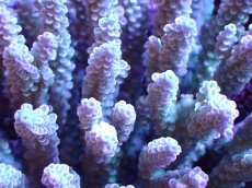 画像2: 【割引き対象外商品】 【サンゴ】【通販】【オーストラリア産】ミドリイシsp. (Ultra Grade) Lサイズ（個体販売）（±15ｘ15cm)No.24（生体）（サンゴ） (2)