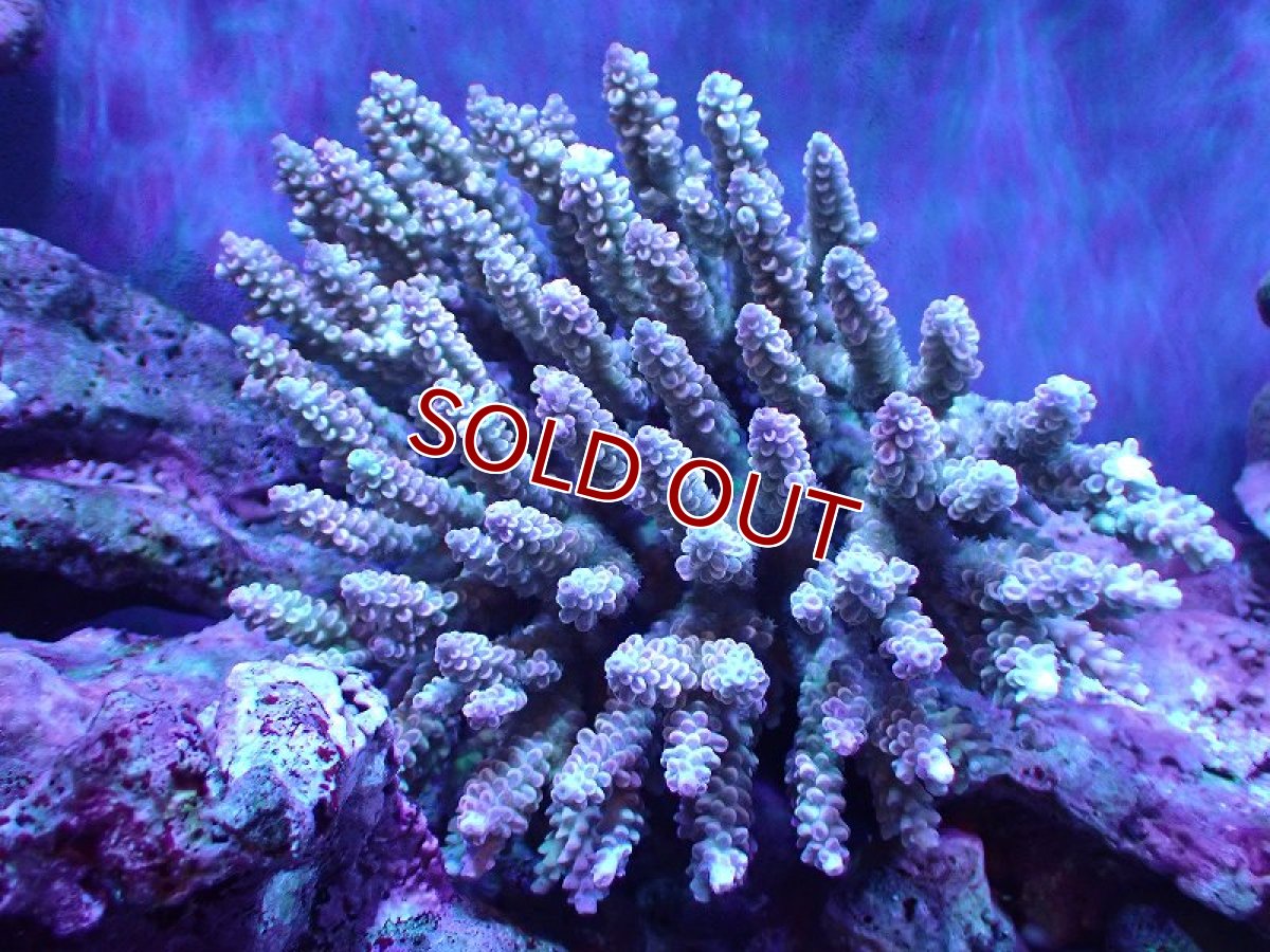 画像1: 【割引き対象外商品】 【サンゴ】【通販】【オーストラリア産】ミドリイシsp. (Ultra Grade) Lサイズ（個体販売）（±17ｘ17cm)No.25（生体）（サンゴ） (1)