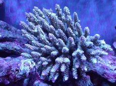 画像1: 【割引き対象外商品】 【サンゴ】【通販】【オーストラリア産】ミドリイシsp. (Ultra Grade) Lサイズ（個体販売）（±17ｘ17cm)No.25（生体）（サンゴ） (1)