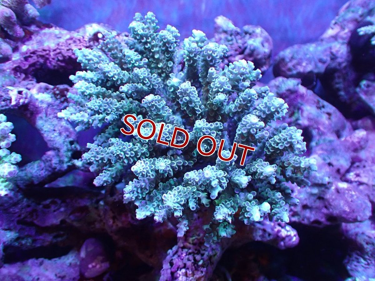 画像1: 【割引き対象外商品】 【サンゴ】【通販】【オーストラリア産】ミドリイシsp. (Tenuis) Lサイズ（個体販売）（±17ｘ17cm)No.26（生体）（サンゴ） (1)