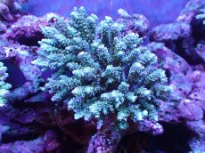 画像1: 【割引き対象外商品】 【サンゴ】【通販】【オーストラリア産】ミドリイシsp. (Tenuis) Lサイズ（個体販売）（±17ｘ17cm)No.26（生体）（サンゴ） (1)