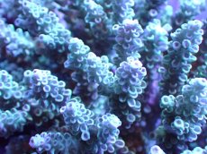 画像2: 【割引き対象外商品】 【サンゴ】【通販】【オーストラリア産】ミドリイシsp. (Tenuis) Lサイズ（個体販売）（±17ｘ17cm)No.26（生体）（サンゴ） (2)