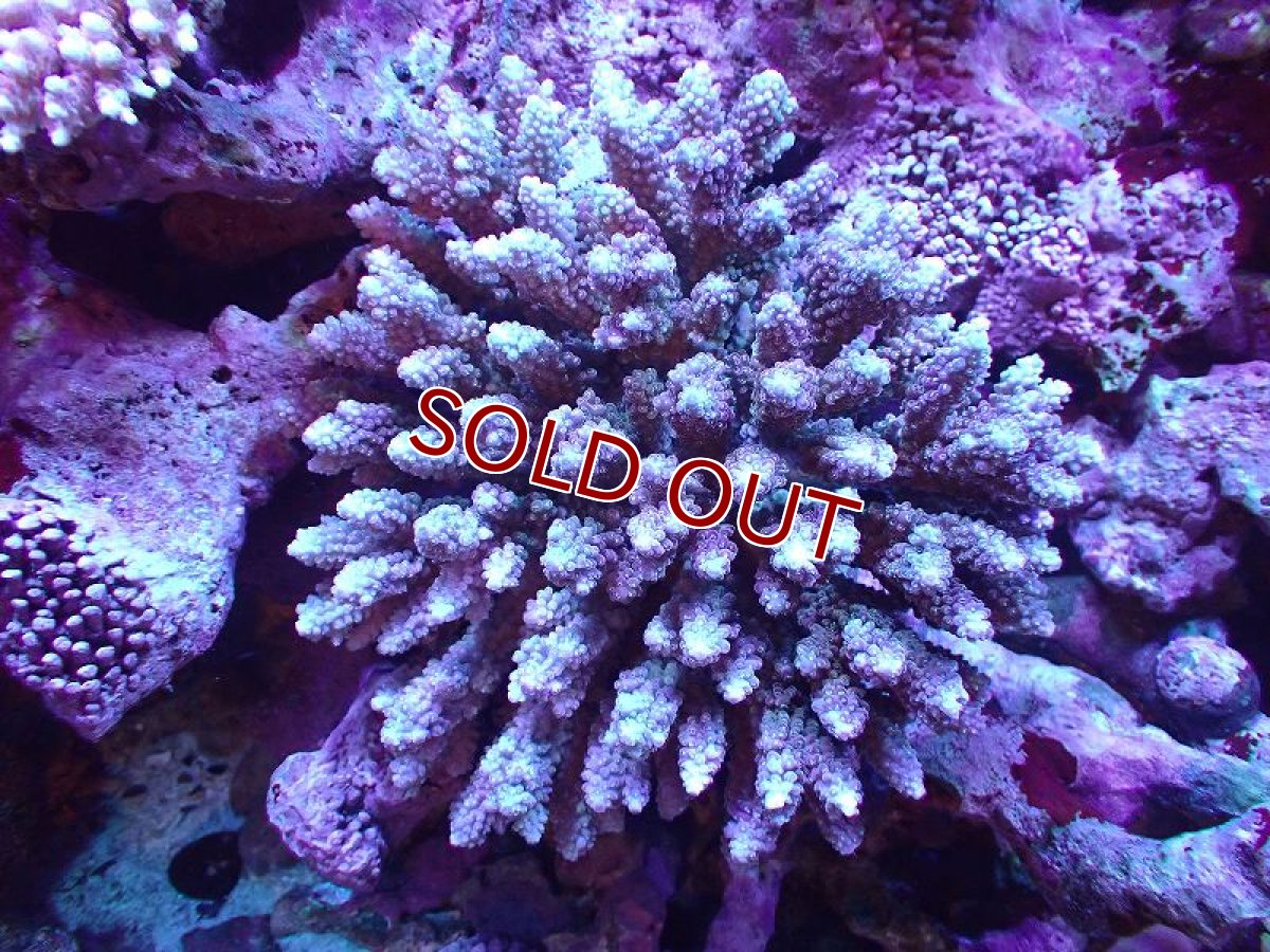 画像1: 【サンゴ】【通販】【オーストラリア産】ミドリイシsp. (Ultra Grade) Lサイズ（個体販売）（±18ｘ18cm)No.27（生体）（サンゴ） (1)