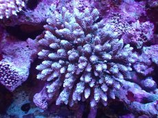 画像1: 【割引き対象外商品】 【サンゴ】【通販】【オーストラリア産】ミドリイシsp. (Ultra Grade) Lサイズ（個体販売）（±18ｘ18cm)No.27（生体）（サンゴ） (1)