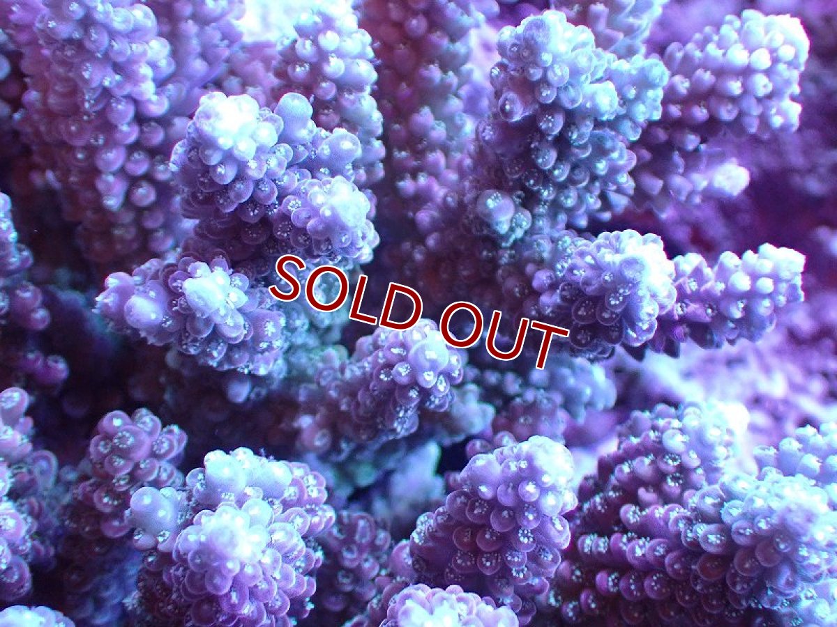 画像2: 【サンゴ】【通販】【オーストラリア産】ミドリイシsp. (Ultra Grade) Lサイズ（個体販売）（±18ｘ18cm)No.27（生体）（サンゴ） (2)