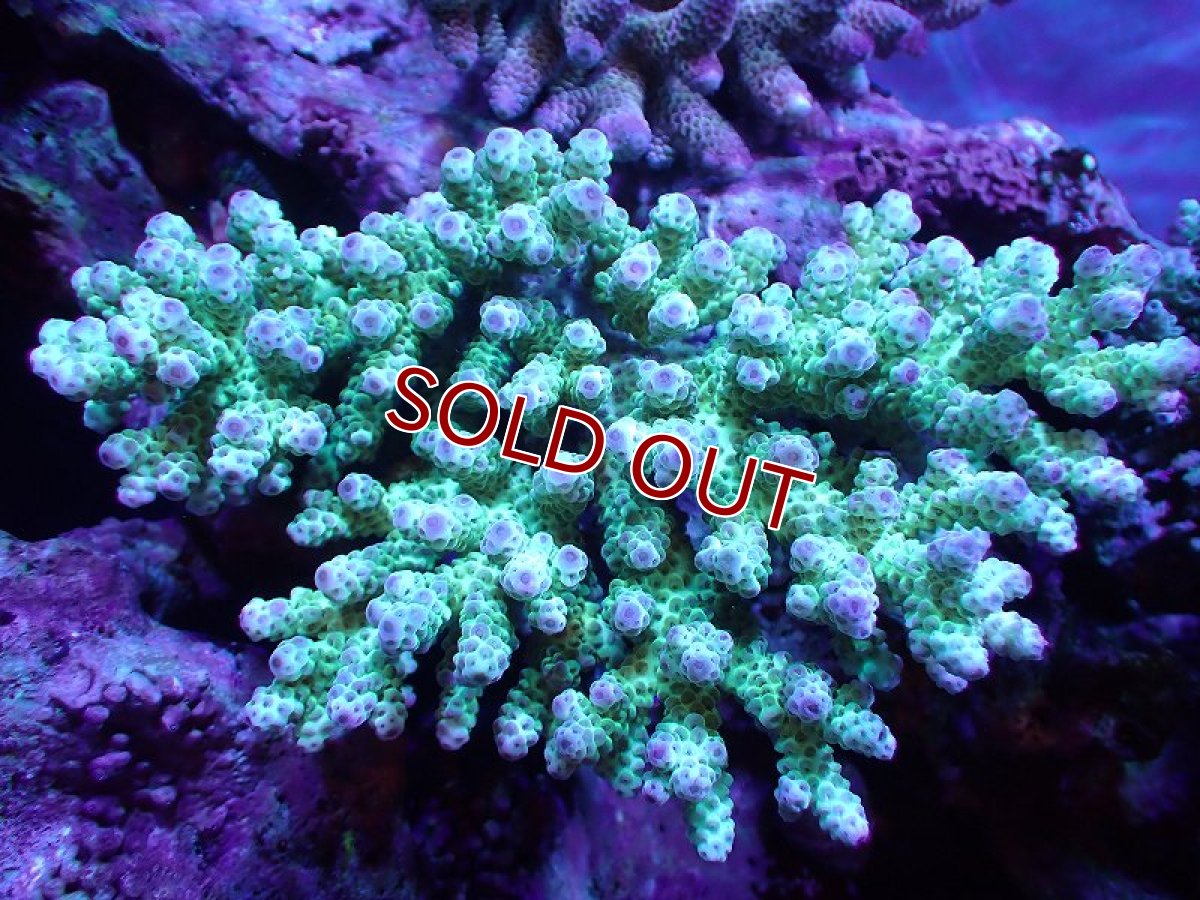 画像1: 【割引き対象外商品】 【サンゴ】【通販】【オーストラリア産】ミドリイシsp. （Sarmentosa) Lサイズ（個体販売）（±17ｘ16cm)No.28（生体）（サンゴ） (1)