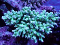 画像1: 【割引き対象外商品】 【サンゴ】【通販】【オーストラリア産】ミドリイシsp. （Sarmentosa) Lサイズ（個体販売）（±17ｘ16cm)No.28（生体）（サンゴ） (1)