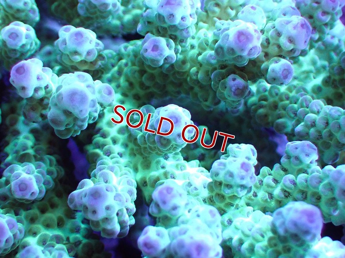 画像2: 【割引き対象外商品】 【サンゴ】【通販】【オーストラリア産】ミドリイシsp. （Sarmentosa) Lサイズ（個体販売）（±17ｘ16cm)No.28（生体）（サンゴ） (2)