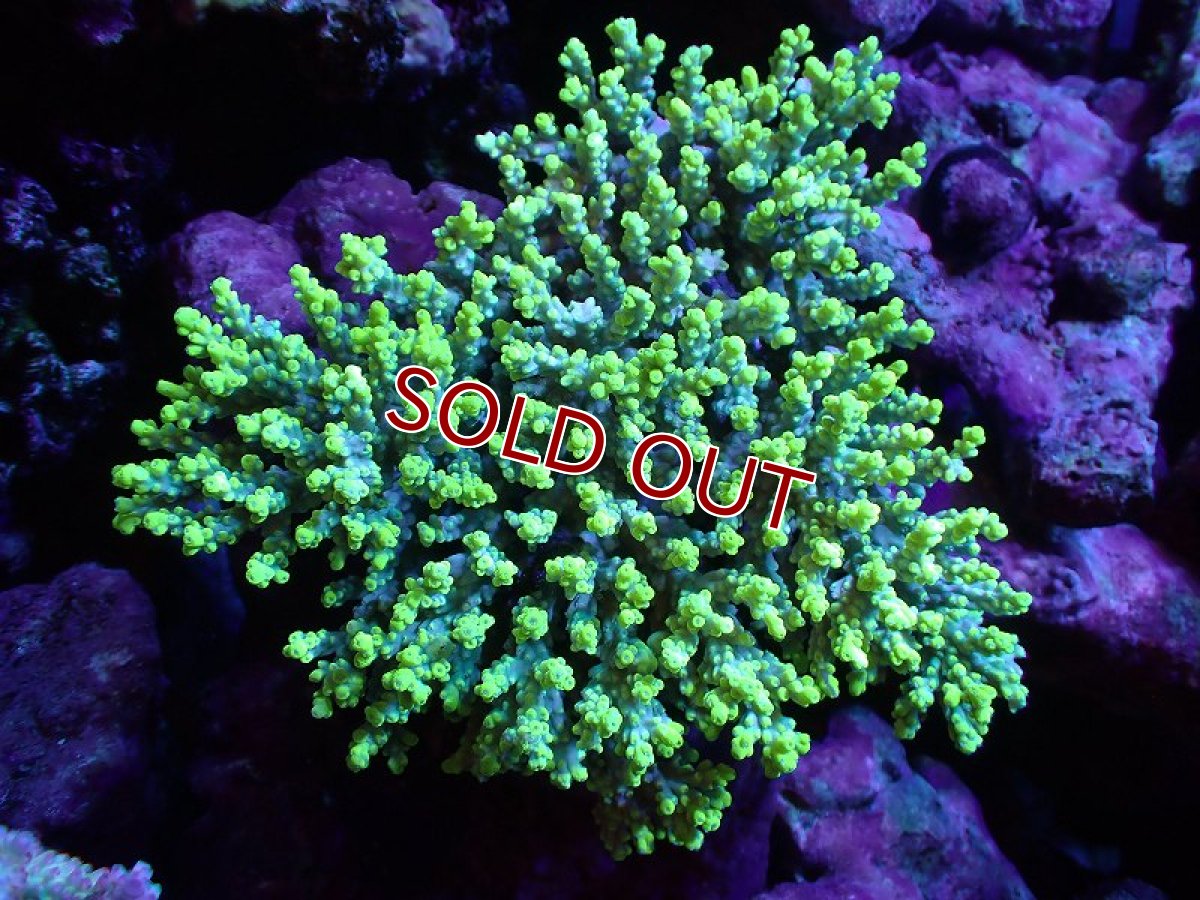 画像1: 【割引き対象外商品】 【サンゴ】【通販】【オーストラリア産】ミドリイシsp. (Aculrus) Lサイズ（個体販売）（±16ｘ15cm)No.29（生体）（サンゴ） (1)