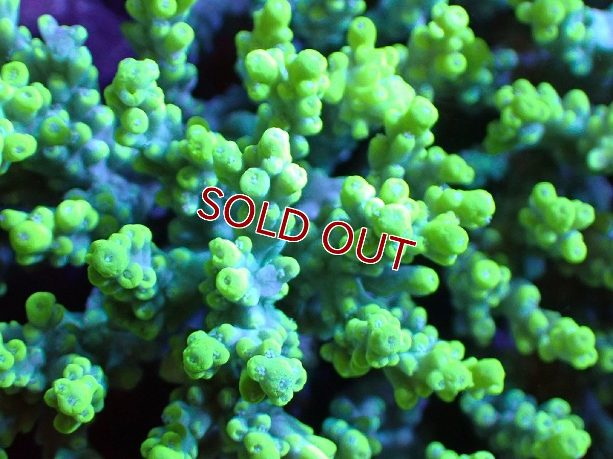 画像2: 【割引き対象外商品】 【サンゴ】【通販】【オーストラリア産】ミドリイシsp. (Aculrus) Lサイズ（個体販売）（±16ｘ15cm)No.29（生体）（サンゴ） (2)