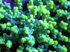 画像2: 【割引き対象外商品】 【サンゴ】【通販】【オーストラリア産】ミドリイシsp. (Aculrus) Lサイズ（個体販売）（±16ｘ15cm)No.29（生体）（サンゴ） (2)