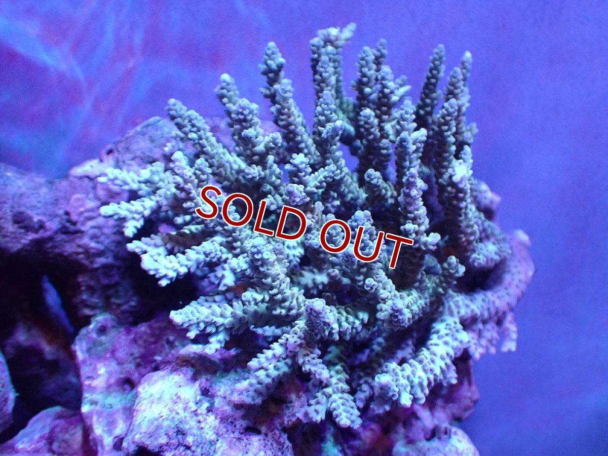 画像1: 【割引き対象外商品】 【サンゴ】【通販】【オーストラリア産】ミドリイシsp. (Ultra Grade) Lサイズ（個体販売）（±15ｘ15cm)No.30（生体）（サンゴ） (1)