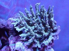 画像1: 【割引き対象外商品】 【サンゴ】【通販】【オーストラリア産】ミドリイシsp. (Ultra Grade) Lサイズ（個体販売）（±15ｘ15cm)No.30（生体）（サンゴ） (1)