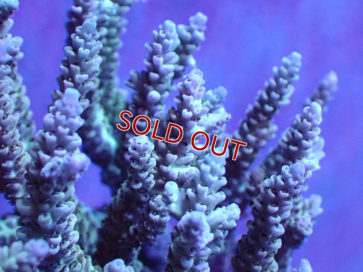 画像2: 【割引き対象外商品】 【サンゴ】【通販】【オーストラリア産】ミドリイシsp. (Ultra Grade) Lサイズ（個体販売）（±15ｘ15cm)No.30（生体）（サンゴ） (2)