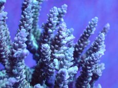 画像2: 【割引き対象外商品】 【サンゴ】【通販】【オーストラリア産】ミドリイシsp. (Ultra Grade) Lサイズ（個体販売）（±15ｘ15cm)No.30（生体）（サンゴ） (2)