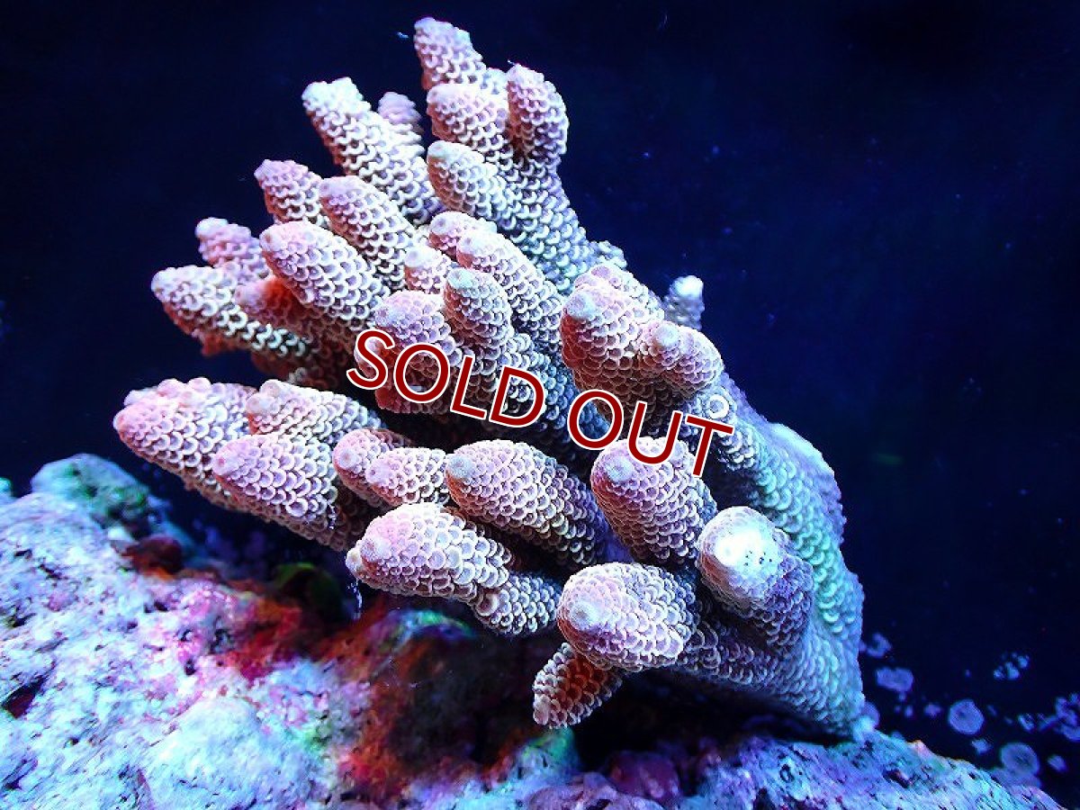 画像1: 【サンゴ】【通販】【オーストラリア産】ミドリイシsp. （Spathulata) Mサイズ（個体販売）（±12ｘ11cm)No.31（生体）（サンゴ） (1)