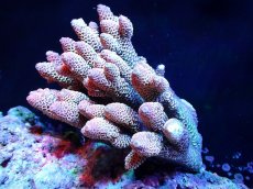 画像1: 【割引き対象外商品】 【サンゴ】【通販】【オーストラリア産】ミドリイシsp. （Spathulata) Mサイズ（個体販売）（±12ｘ11cm)No.31（生体）（サンゴ） (1)