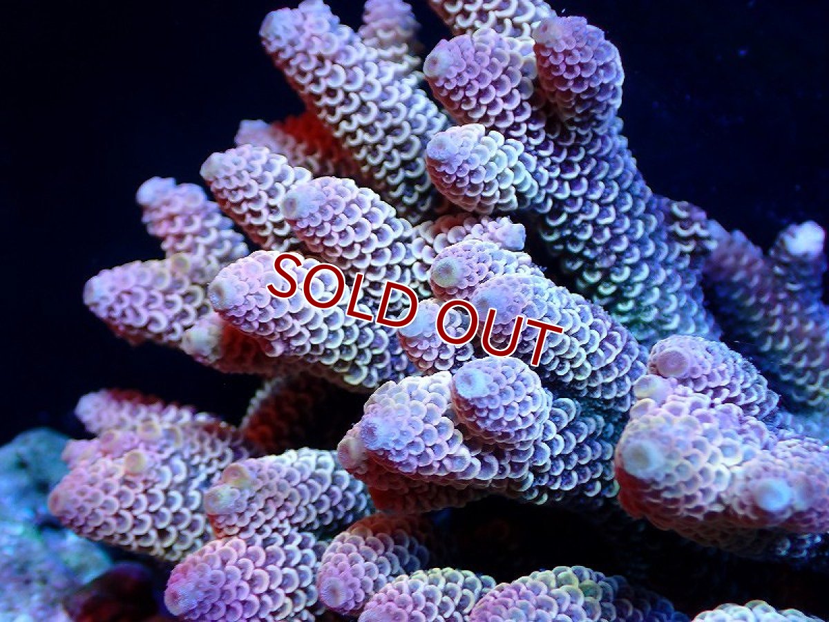 画像2: 【サンゴ】【通販】【オーストラリア産】ミドリイシsp. （Spathulata) Mサイズ（個体販売）（±12ｘ11cm)No.31（生体）（サンゴ） (2)