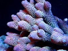 画像2: 【割引き対象外商品】 【サンゴ】【通販】【オーストラリア産】ミドリイシsp. （Spathulata) Mサイズ（個体販売）（±12ｘ11cm)No.31（生体）（サンゴ） (2)