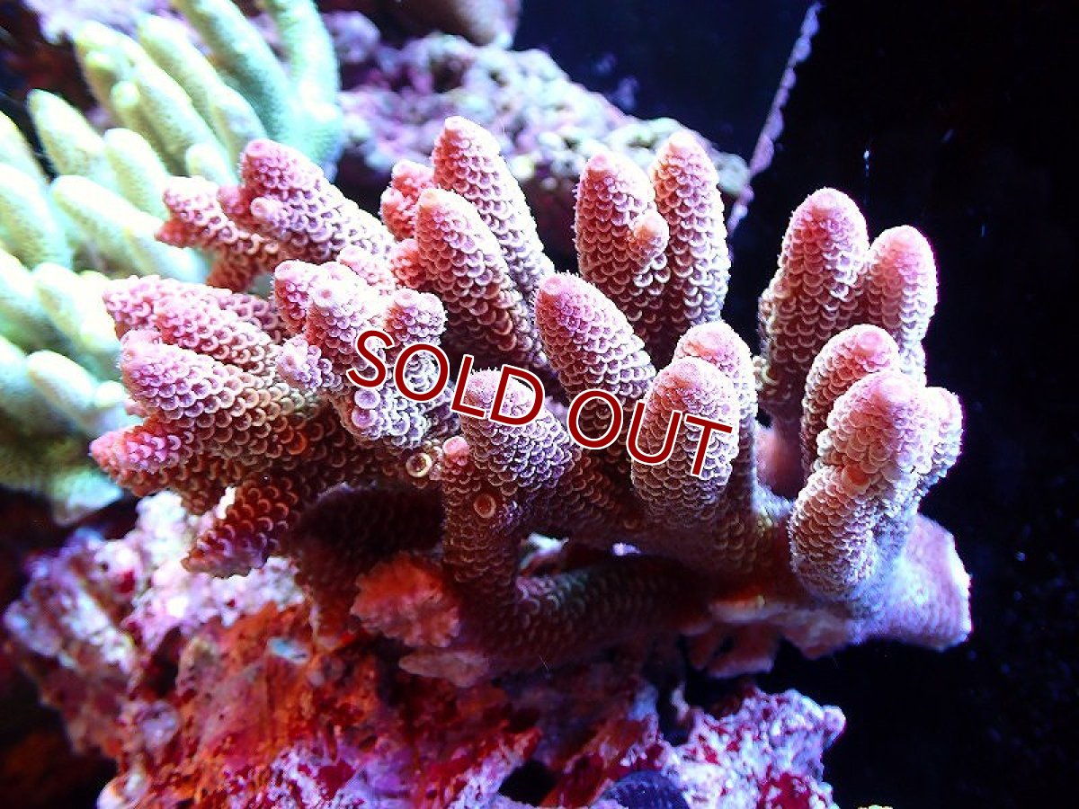 画像1: 【サンゴ】【通販】【オーストラリア産】ミドリイシsp. （Spathulata) Mサイズ（個体販売）（±12ｘ8cm)No.32（生体）（サンゴ） (1)