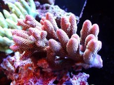 画像1: 【割引き対象外商品】 【サンゴ】【通販】【オーストラリア産】ミドリイシsp. （Spathulata) Mサイズ（個体販売）（±12ｘ8cm)No.32（生体）（サンゴ） (1)