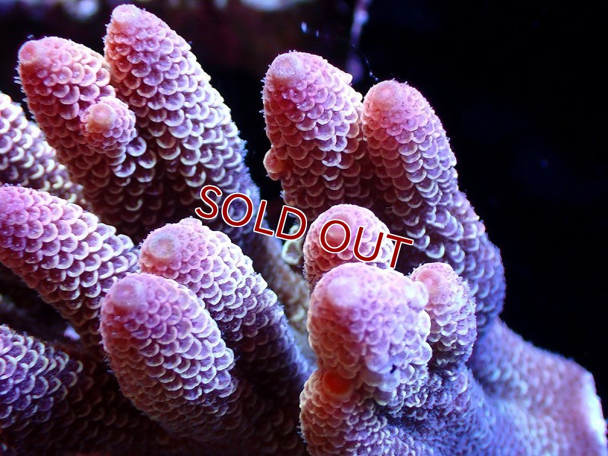 画像2: 【サンゴ】【通販】【オーストラリア産】ミドリイシsp. （Spathulata) Mサイズ（個体販売）（±12ｘ8cm)No.32（生体）（サンゴ） (2)