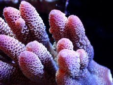 画像2: 【割引き対象外商品】 【サンゴ】【通販】【オーストラリア産】ミドリイシsp. （Spathulata) Mサイズ（個体販売）（±12ｘ8cm)No.32（生体）（サンゴ） (2)