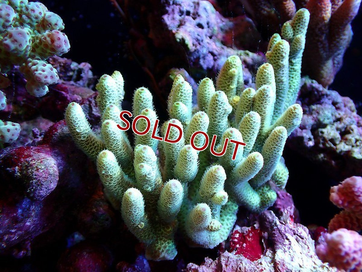 画像1: 【サンゴ】【通販】【オーストラリア産】ミドリイシsp. (Ultra Grade) Mサイズ（個体販売）（±13ｘ8cm)No.33（生体）（サンゴ） (1)