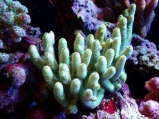 画像1: 【割引き対象外商品】 【サンゴ】【通販】【オーストラリア産】ミドリイシsp. (Ultra Grade) Mサイズ（個体販売）（±13ｘ8cm)No.33（生体）（サンゴ） (1)