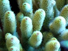 画像2: 【割引き対象外商品】 【サンゴ】【通販】【オーストラリア産】ミドリイシsp. (Ultra Grade) Mサイズ（個体販売）（±13ｘ8cm)No.33（生体）（サンゴ） (2)