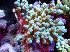 画像1: 【割引き対象外商品】 【サンゴ】【通販】【オーストラリア産】ミドリイシsp. （Sarmentosa) Mサイズ（個体販売）（±13ｘ10cm)No.34（生体）（サンゴ） (1)