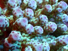 画像2: 【割引き対象外商品】 【サンゴ】【通販】【オーストラリア産】ミドリイシsp. （Sarmentosa) Mサイズ（個体販売）（±13ｘ10cm)No.34（生体）（サンゴ） (2)