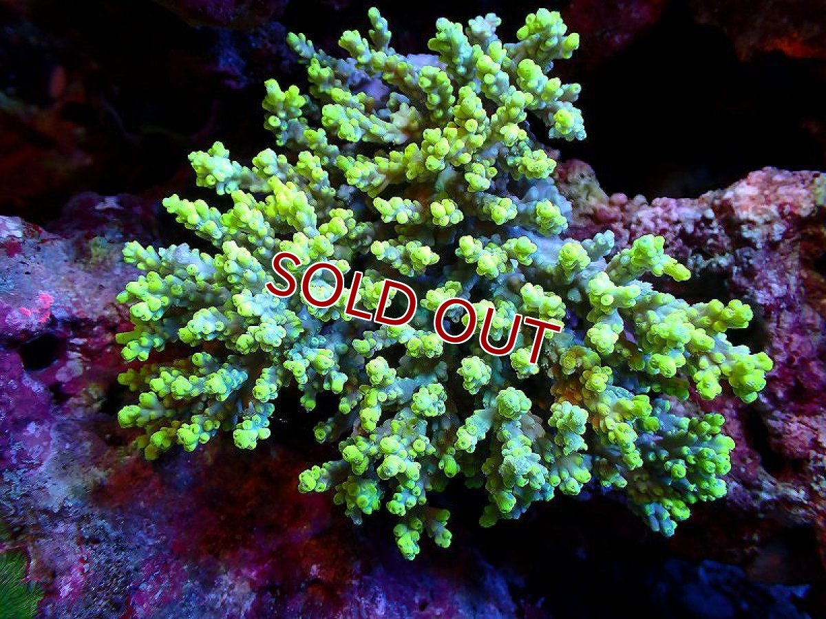 画像1: 【サンゴ】【通販】【オーストラリア産】ミドリイシsp. (Aculrus) Mサイズ（個体販売）（±12ｘ11cm)No.35（生体）（サンゴ） (1)