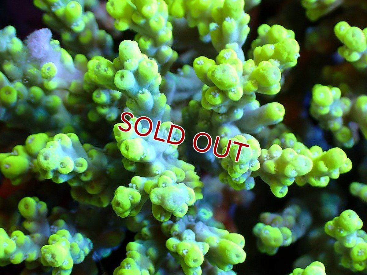 画像2: 【サンゴ】【通販】【オーストラリア産】ミドリイシsp. (Aculrus) Mサイズ（個体販売）（±12ｘ11cm)No.35（生体）（サンゴ） (2)