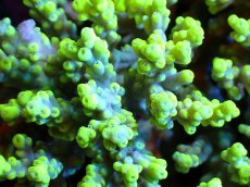 画像2: 【割引き対象外商品】 【サンゴ】【通販】【オーストラリア産】ミドリイシsp. (Aculrus) Mサイズ（個体販売）（±12ｘ11cm)No.35（生体）（サンゴ） (2)