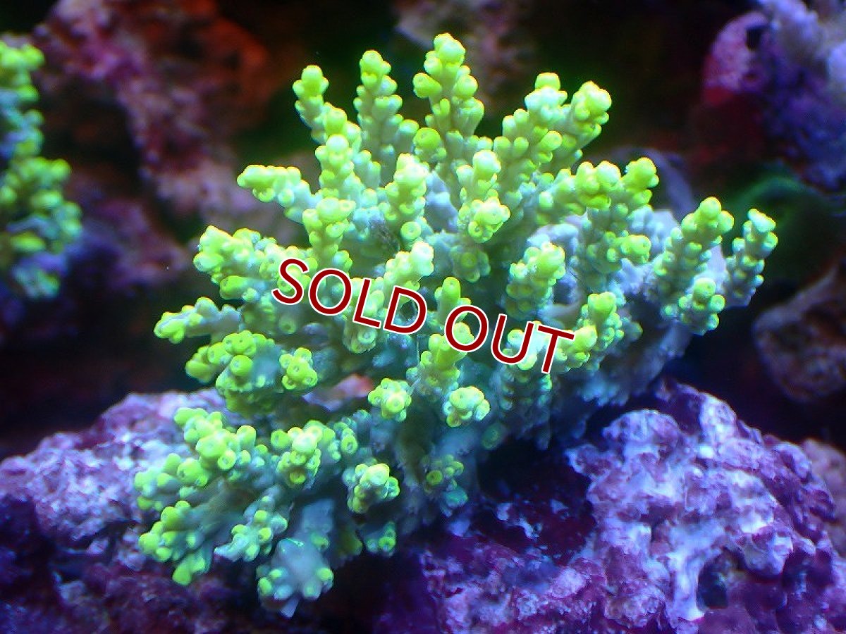 画像1: 【サンゴ】【通販】【オーストラリア産】ミドリイシsp. (Aculrus) Sサイズ（個体販売）（±8ｘ5cm)No.36（生体）（サンゴ） (1)