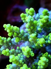 画像2: 【割引き対象外商品】 【サンゴ】【通販】【オーストラリア産】ミドリイシsp. (Aculrus) Sサイズ（個体販売）（±8ｘ5cm)No.36（生体）（サンゴ） (2)