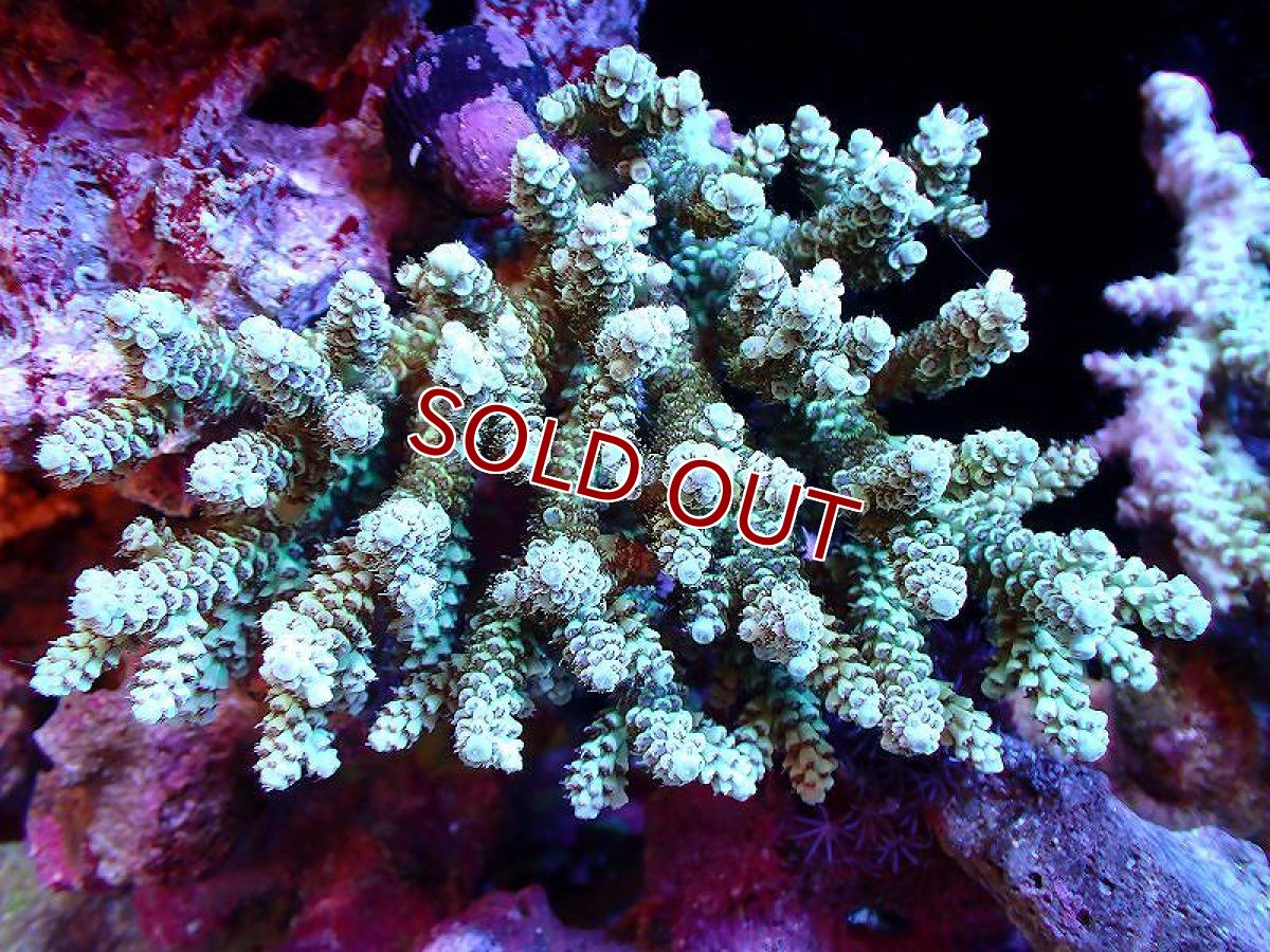 画像1: 【サンゴ】【通販】【オーストラリア産】ミドリイシsp. (Ultra Grade) Mサイズ（個体販売）（±12ｘ10cm)No.37（生体）（サンゴ） (1)