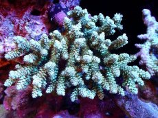 画像1: 【割引き対象外商品】 【サンゴ】【通販】【オーストラリア産】ミドリイシsp. (Ultra Grade) Mサイズ（個体販売）（±12ｘ10cm)No.37（生体）（サンゴ） (1)