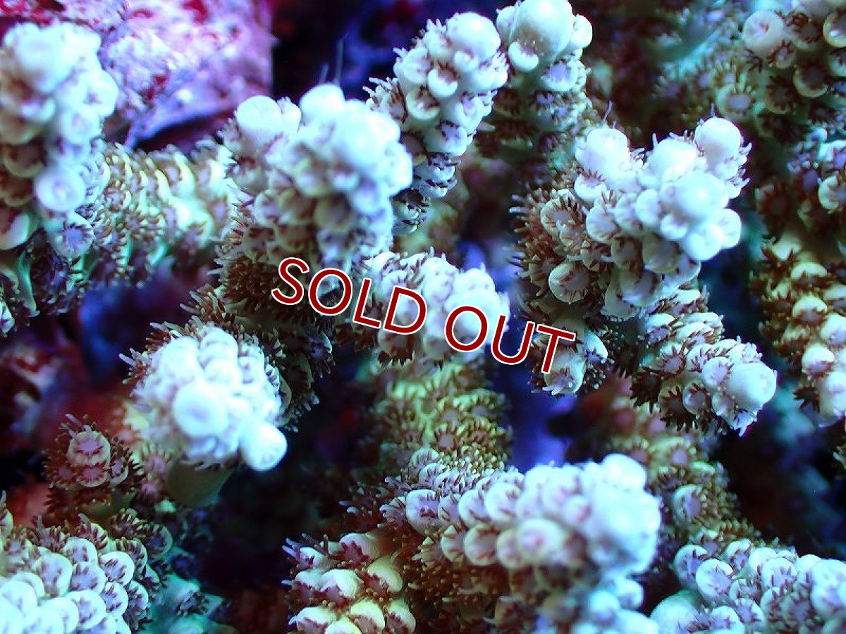 画像2: 【サンゴ】【通販】【オーストラリア産】ミドリイシsp. (Ultra Grade) Mサイズ（個体販売）（±12ｘ10cm)No.37（生体）（サンゴ） (2)