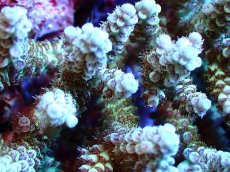 画像2: 【割引き対象外商品】 【サンゴ】【通販】【オーストラリア産】ミドリイシsp. (Ultra Grade) Mサイズ（個体販売）（±12ｘ10cm)No.37（生体）（サンゴ） (2)