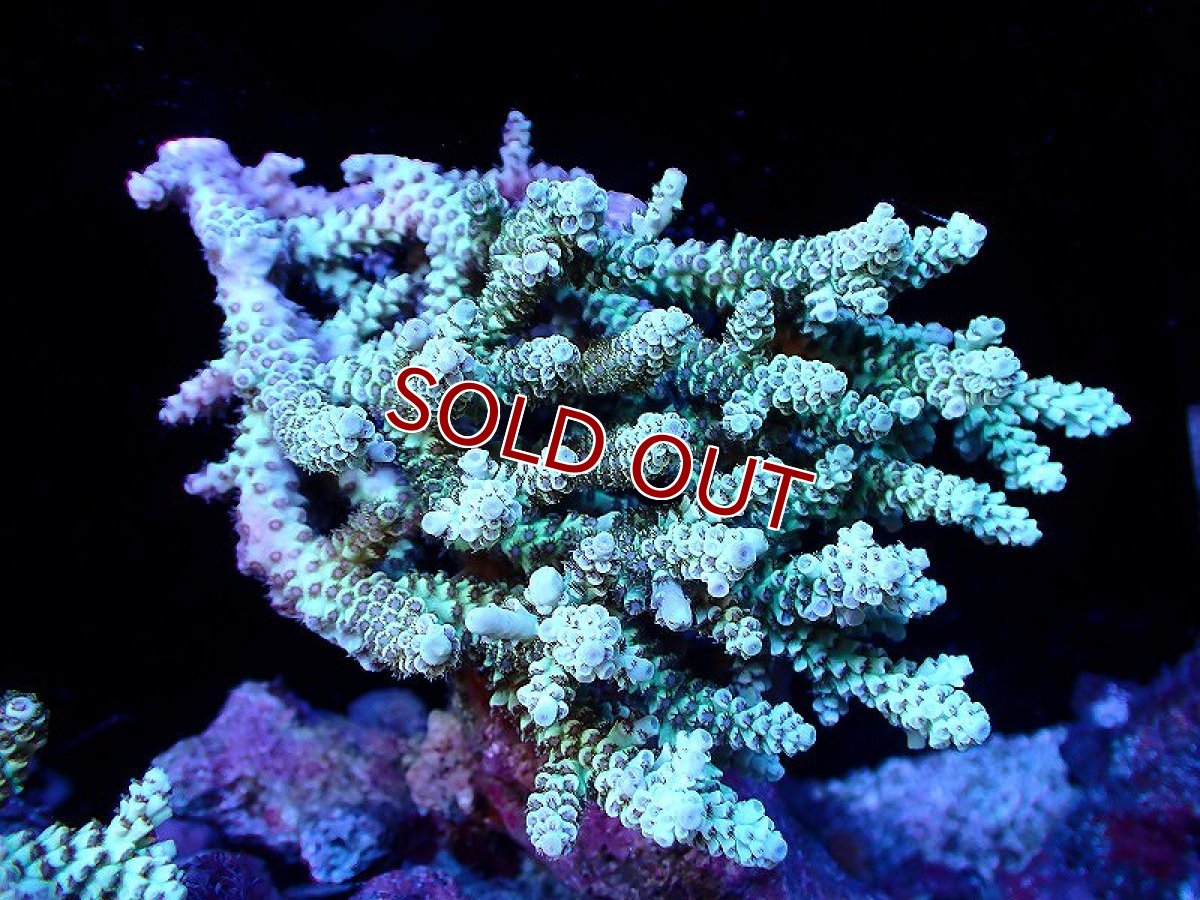 画像1: 【サンゴ】【通販】【オーストラリア産】ミドリイシsp. (Ultra Grade) Mサイズ（個体販売）（±13ｘ12cm)No.38（生体）（サンゴ） (1)