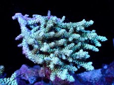 画像1: 【割引き対象外商品】 【サンゴ】【通販】【オーストラリア産】ミドリイシsp. (Ultra Grade) Mサイズ（個体販売）（±13ｘ12cm)No.38（生体）（サンゴ） (1)