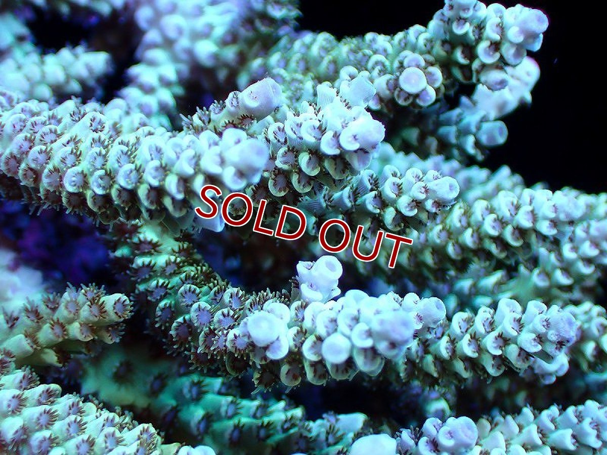 画像2: 【サンゴ】【通販】【オーストラリア産】ミドリイシsp. (Ultra Grade) Mサイズ（個体販売）（±13ｘ12cm)No.38（生体）（サンゴ） (2)