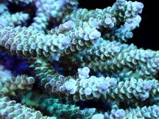 画像2: 【割引き対象外商品】 【サンゴ】【通販】【オーストラリア産】ミドリイシsp. (Ultra Grade) Mサイズ（個体販売）（±13ｘ12cm)No.38（生体）（サンゴ） (2)