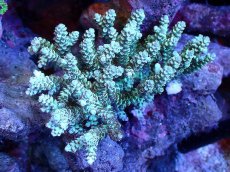 画像1: 【割引き対象外商品】 【サンゴ】【通販】【オーストラリア産】ミドリイシsp. (Ultra Grade) Mサイズ（個体販売）（±11ｘ7cm)No.39（生体）（サンゴ） (1)