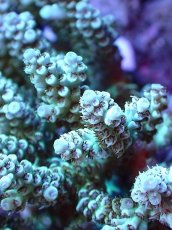 画像2: 【割引き対象外商品】 【サンゴ】【通販】【オーストラリア産】ミドリイシsp. (Ultra Grade) Mサイズ（個体販売）（±11ｘ7cm)No.39（生体）（サンゴ） (2)