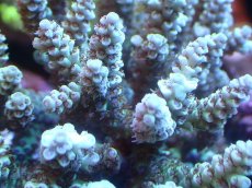 画像2: 【割引き対象外商品】 【サンゴ】【通販】【オーストラリア産】ミドリイシsp. (Ultra Grade) Mサイズ（個体販売）（±13ｘ10cm)No.40（生体）（サンゴ） (2)